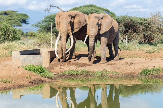 3day Amboseli Park Private safari - Day 1: Elephants, marshes, and the first game drive