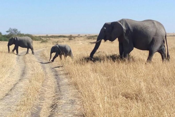 3days/2nights group joining Masai Mara with Masai Village Visit - First wildlife sighting on the evening drive