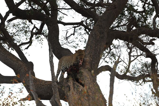 3days/2nights group joining Masai Mara with Masai Village Visit - The Masai village visit on the final morning