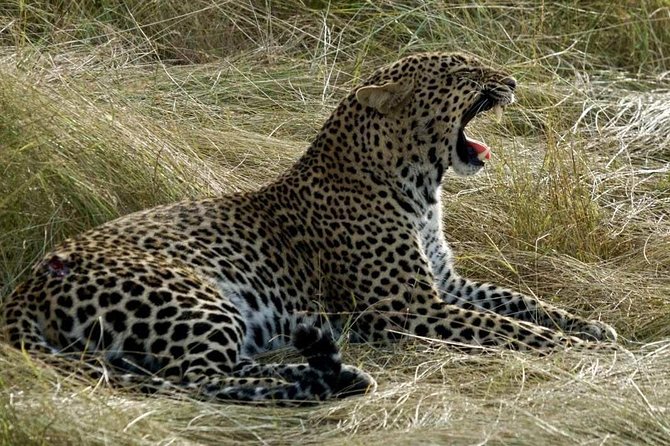 3days/2nights group joining Masai Mara with Masai Village Visit - How the small group and vehicle affect the day