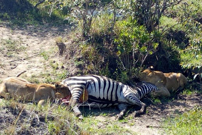 3Days 2nights Masai Mara group joining safari - Why three days works well in the Maasai Mara