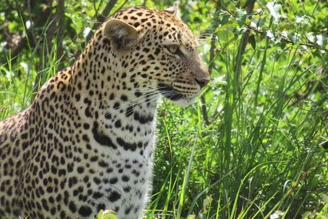 3days masai mara best of lodge safari - Transport, group size, and the daily pace