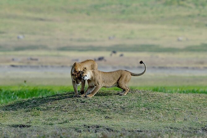 3days masai mara best of lodge safari - Jambo Mara Lodge: convenience over luxury claims