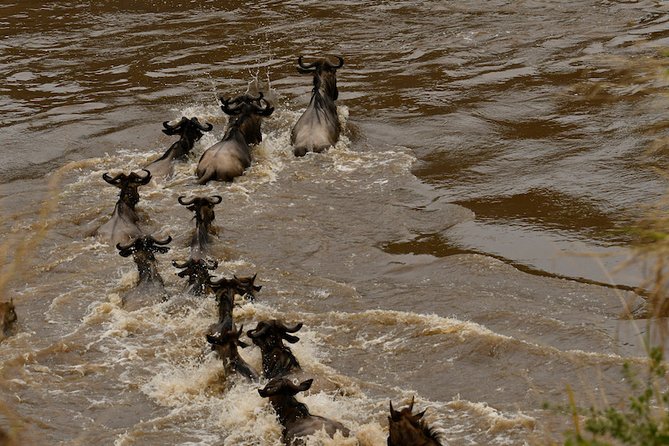 3days Masai Mara private safari with a 4x4 land cruiser Jeep - Why three days works well in the Masai Mara