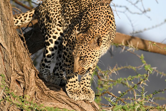 3days Masai Mara private safari with a 4x4 land cruiser Jeep - Day two: eight hours on the reserve