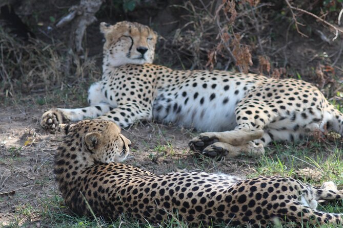 3days Masai Mara private safari with a 4x4 land cruiser Jeep - Full-board lodging keeps the trip simple
