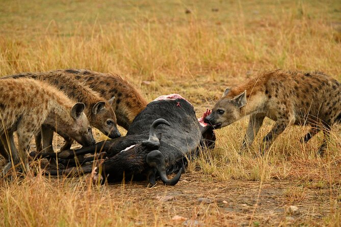 3days Masai Mara private safari with a 4x4 land cruiser Jeep - What the $1,527.03 price really covers