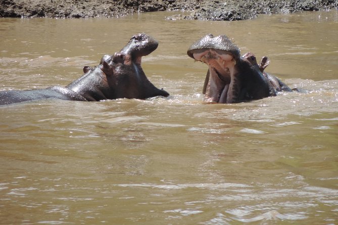 4-Day Adventure to Lake Nakuru & Maasai Mara - A Maasai village option before Nairobi