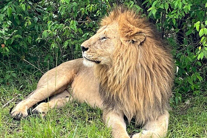 4-Day Adventure to Lake Nakuru & Maasai Mara - Guides, driving, and the human side of the trip