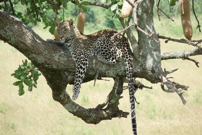 4-Day Adventure to Lake Nakuru & Maasai Mara - Who will enjoy this four-day Kenya safari