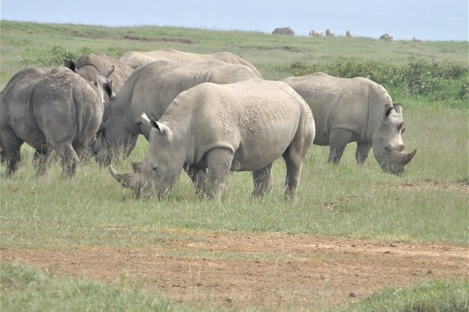 4-Day Adventure to Lake Nakuru & Maasai Mara - Final decision: should you book it?