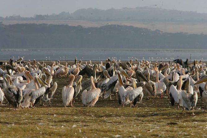 4-Day Adventure to Lake Nakuru & Maasai Mara - The road to Maasai Mara on Day 2