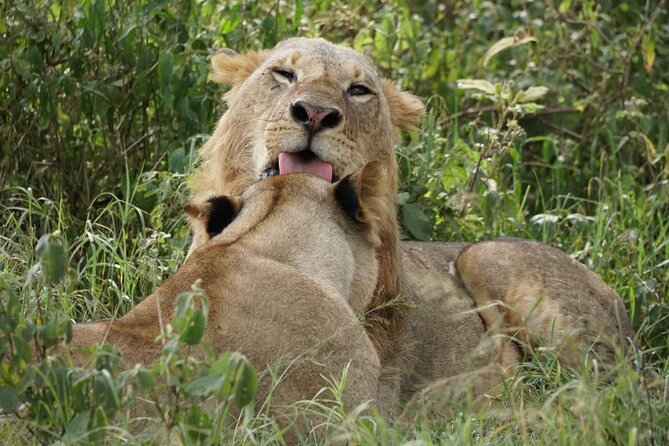 4-Day Group Safari to Maasai Mara & Lake Nakuru- 4 x 4 jeep - Why the Maasai Mara makes this four-day trip worthwhile