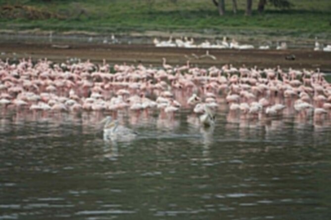 4-Day Group Safari to Maasai Mara & Lake Nakuru- 4 x 4 jeep - What the pop-top 4x4 adds
