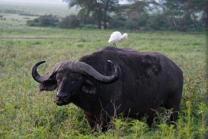 4 Day Group Tour to Maasai Mara and Lake Nakuru by a 4WD Cruiser - What the $350 price really covers