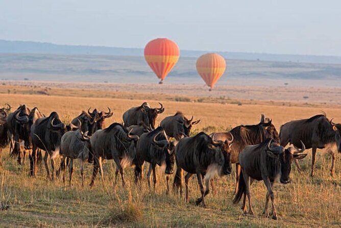 4 Day Group Tour to Maasai Mara and Lake Nakuru by a 4WD Cruiser - Who will get the most from this safari