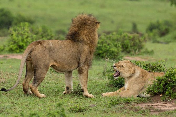 4-Day Maasai Mara and Lake Nakuru Safari from Nairobi - Day three: crossing to Lake Nakuru