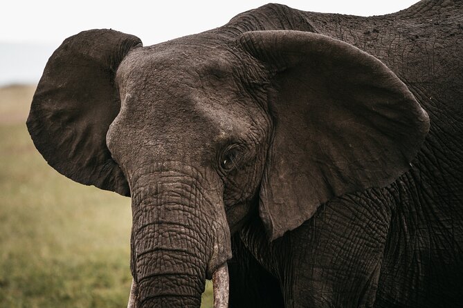 4-Day Maasai Mara and Lake Nakuru Safari from Nairobi - Day four: Nakuru wildlife before Nairobi