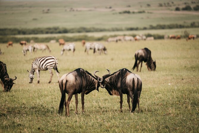 4-Day Maasai Mara and Lake Nakuru Safari from Nairobi - What the private vehicle adds