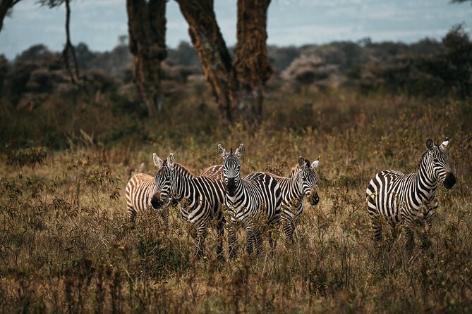 4-Day Maasai Mara and Lake Nakuru Safari from Nairobi - Day two: a full day among Mara wildlife