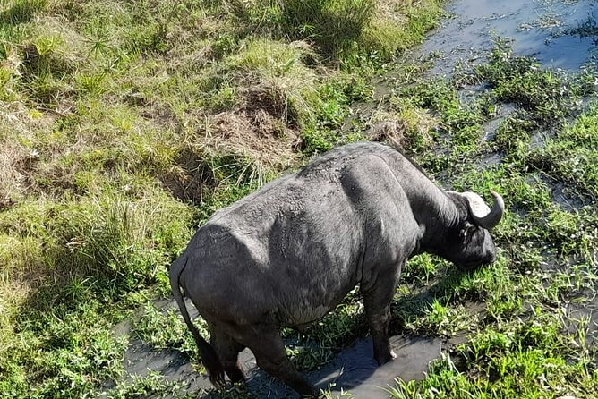4-Day Masai Mara and Lake Nakuru Jeep Safari - What the accommodation levels really mean