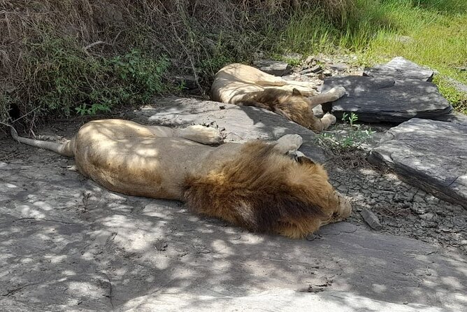 4-Day Masai Mara and Lake Nakuru Jeep Safari - What is included, and where extra costs appear