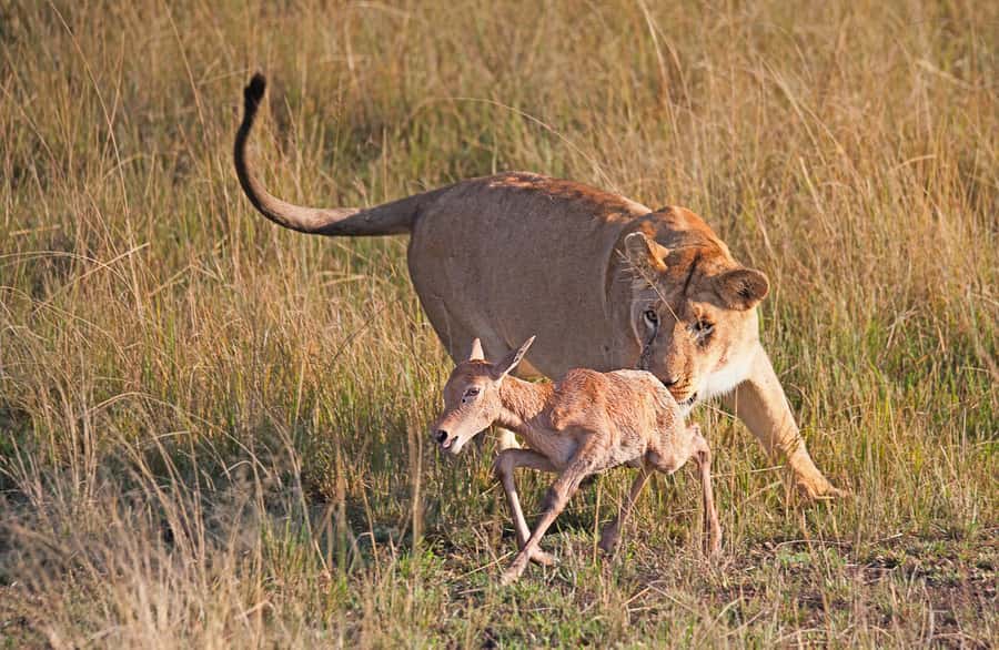 4-Day Masai Mara and Lake Nakuru Safari - Key points to know before booking