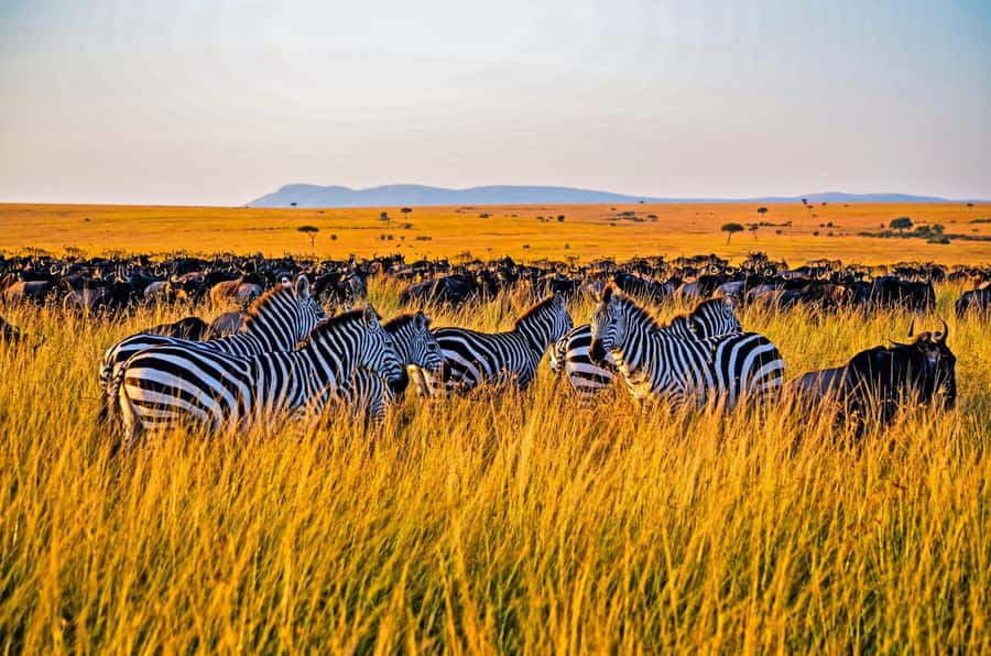 4-Day Masai Mara and Lake Nakuru Safari - Nairobi to Maasai Mara via the Great Rift Valley