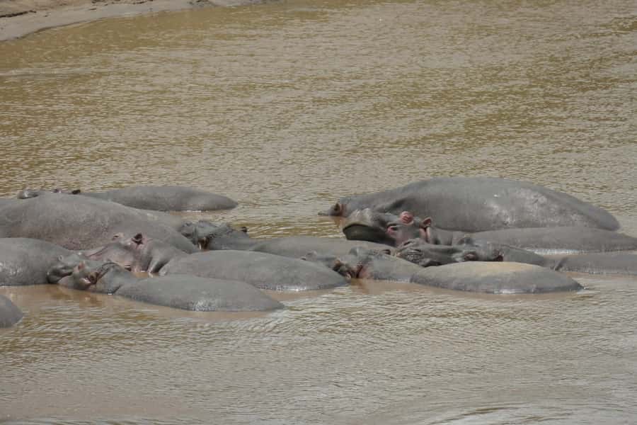 4-Day Masai Mara and Lake Nakuru Safari - Who will enjoy this safari most