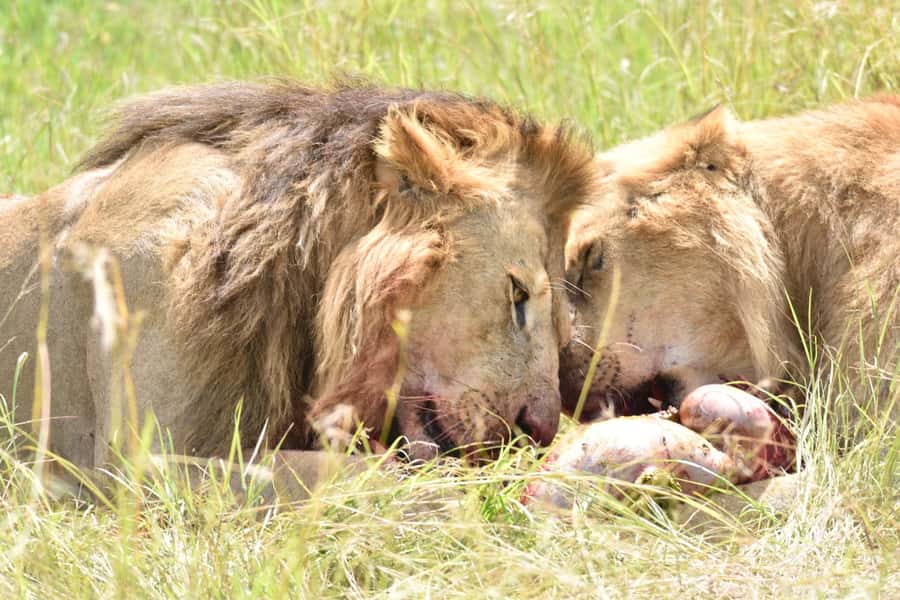 4-Day Masai Mara and Lake Nakuru Safari - FAQ