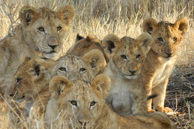 4-Day Masai Mara and Lake Nakuru safari from Nairobi. - Early cats and the road to Lake Nakuru