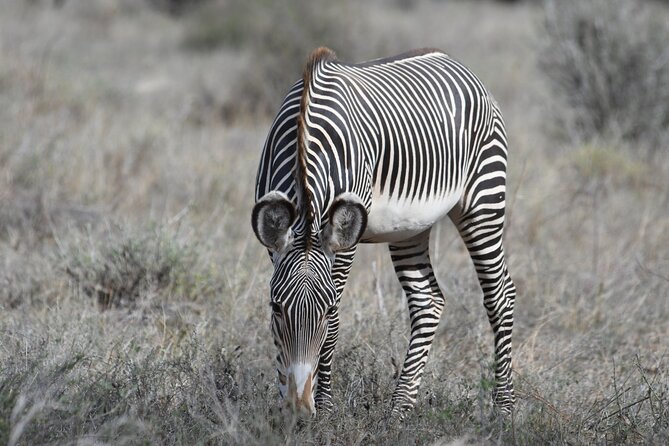 4-Day Masai Mara and Lake Nakuru safari from Nairobi. - The pop-up-roof minivan and six-person limit