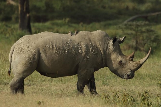 4-Day Masai Mara and Lake Nakuru safari from Nairobi. - Why Maasai Mara gets the main share of your time