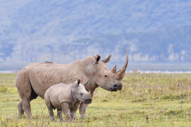 4-Day Masai Mara and Lake Nakuru Safari Tour from Nairobi - Key points to know before booking