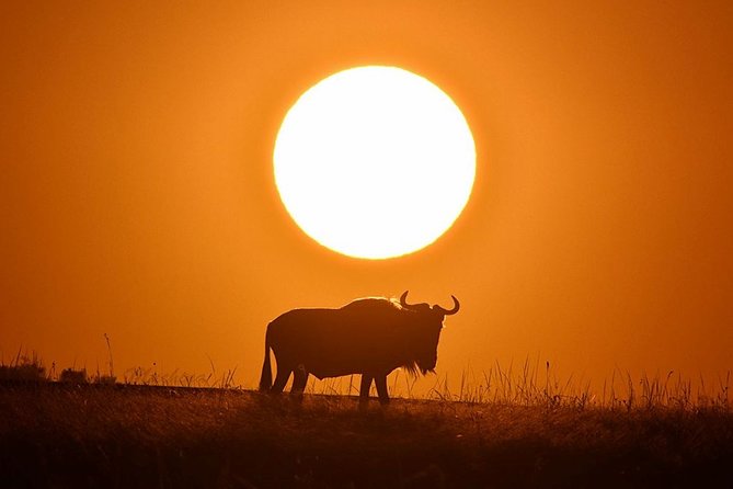 4-Day Masai Mara and Lake Nakuru Safari Tour from Nairobi - Day 2: A full day among lions, elephants, and river wildlife