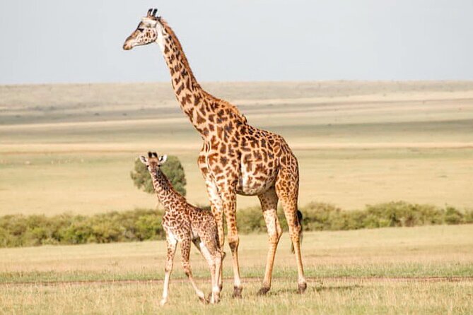 4-Day Masai Mara and Lake Nakuru Safari Tour from Nairobi - Day 4: Early wildlife viewing and the Rift Valley return