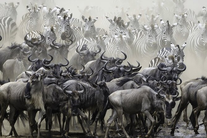 4-Day Masai Mara and Lake Nakuru Safari Tour from Nairobi - What the $1,690 price includes