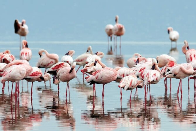 4-Day Masai Mara and Lake Nakuru Safari Tour from Nairobi - The private-tour advantage