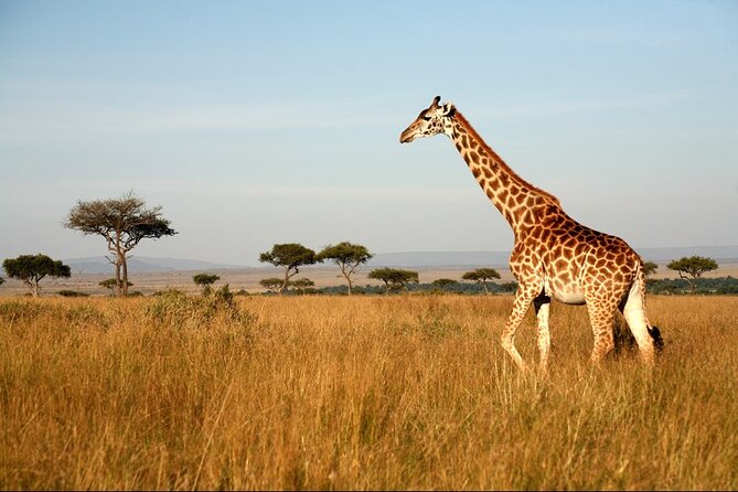 4-Day Masai Mara and Lake Nakuru Safari Tour from Nairobi - Day 1: Nairobi, Narok, and a first Mara game drive