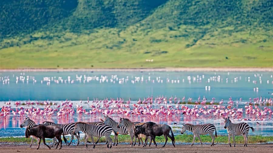4-Day Masai Mara and Lake Nakuru Safari - A full day in the Maasai Mara