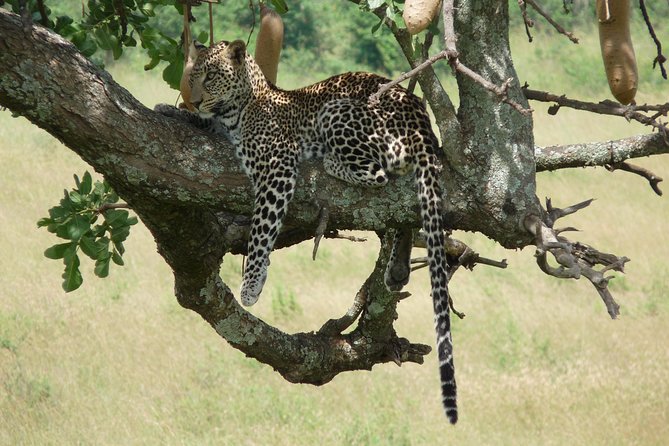 4-Day Masai Mara Big Five Safari - The Big Five, plus birds and less common animals