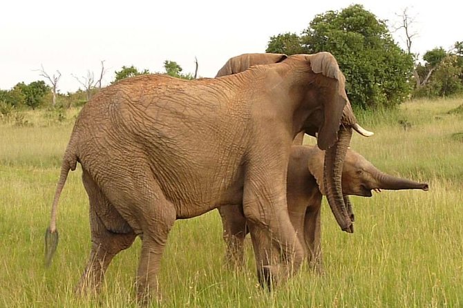4-Day Masai Mara Big Five Safari - Guides can shape the quality of the safari