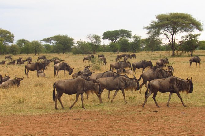 4-Day Masai Mara Big Five Safari - Days 2 and 3: Long game drives from 6:30 am to 6:30 pm