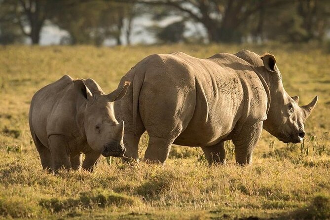 4-Day Masai Mara, L Naivasha and L Nakuru Safari - Leaving the Mara for Lake Naivasha