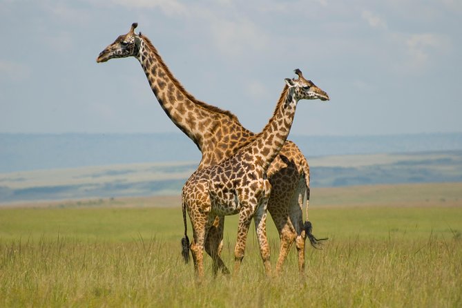 4 Day Masai Mara & Lake Nakuru Group Joining Camping Safari - Daily Departures - Why this safari works for a short Kenya visit