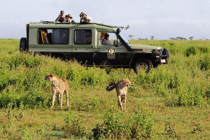 4 Day Masai Mara & Lake Nakuru Group Joining Camping Safari - Daily Departures - Day 3: From Maasai Mara to Lake Nakuru