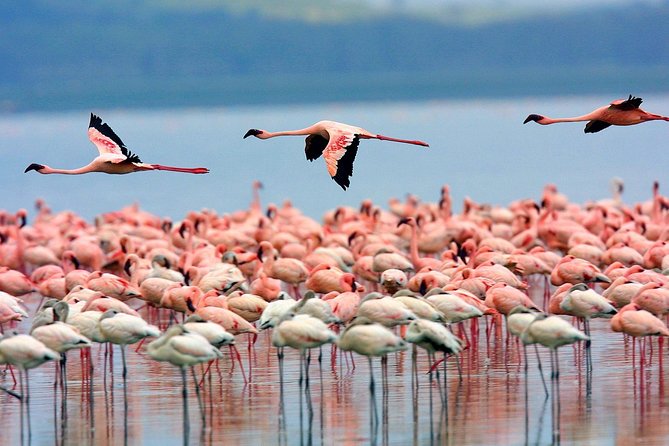 4 Day Masai Mara & Lake Nakuru Group Joining Camping Safari - Daily Departures - What the long days mean for you