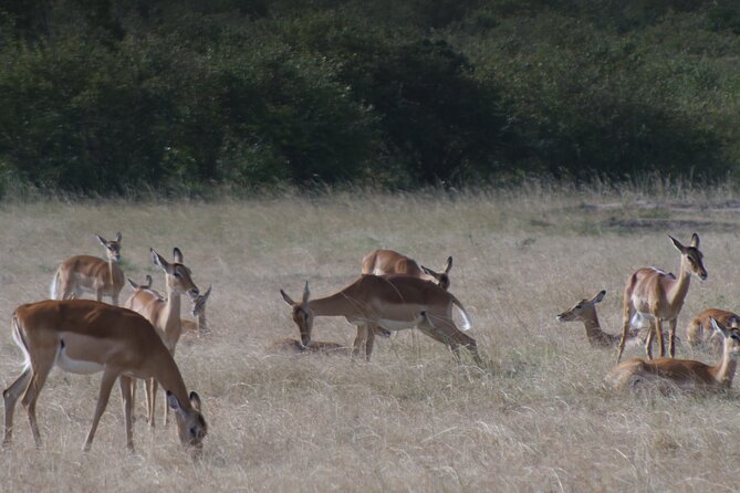 4-Day Masai Mara - Luxury Private safari (JEEP) - Day two: a full day among the Big Five