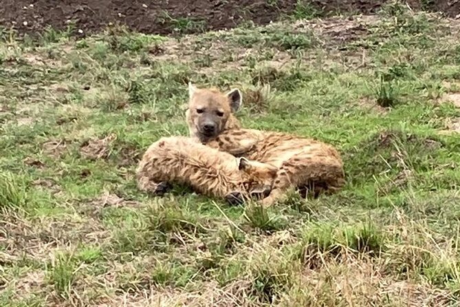 4-Day Masai Mara - Luxury Private safari (JEEP) - Optional Maasai and Lake Naivasha stops