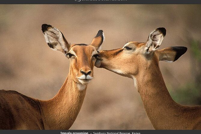 4-Day Masai Mara - Luxury Private safari (JEEP) - What the $2,020 price covers